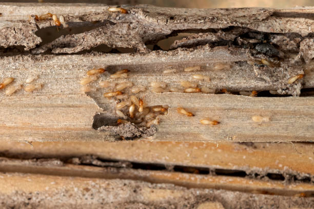 Best Pest Control Near Me in Agua Dulce, CA